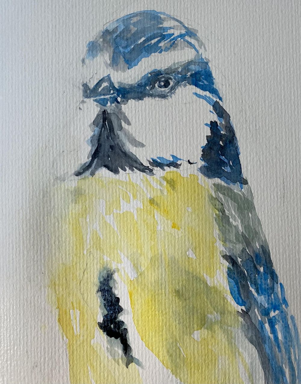Blue titmouse - image 2 - student project