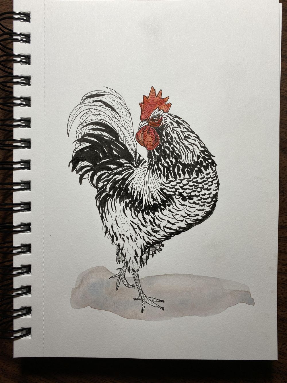Rooster lines Skillshare Student Project