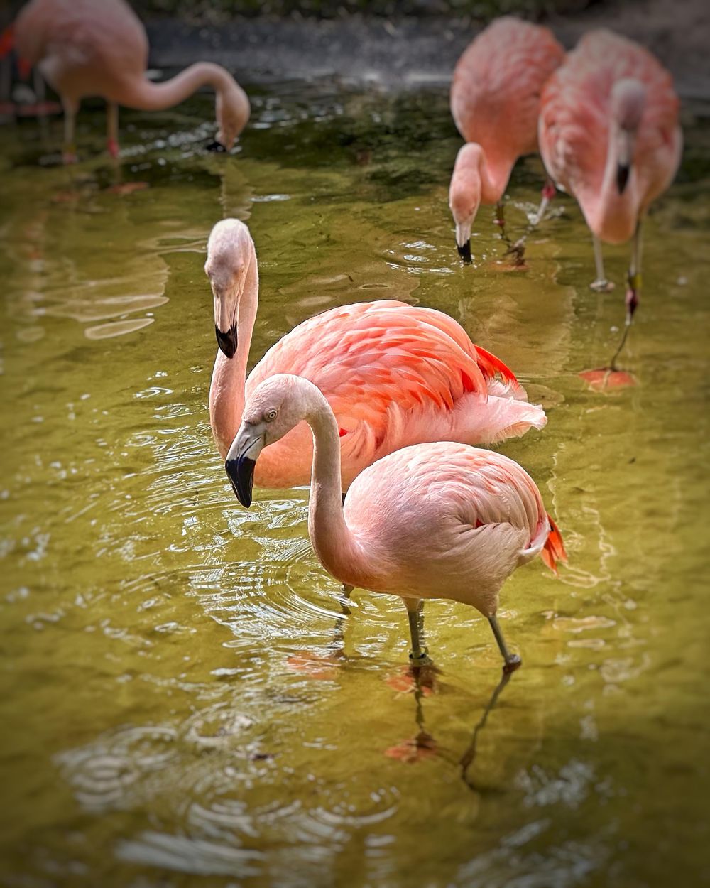 Flamingos - image 2 - student project