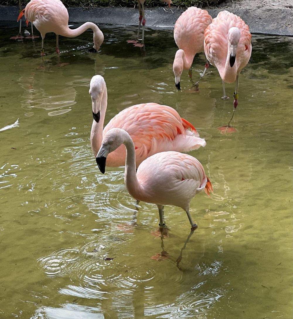 Flamingos - image 1 - student project