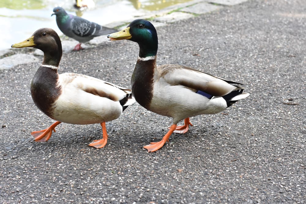 Ducks - image 4 - student project
