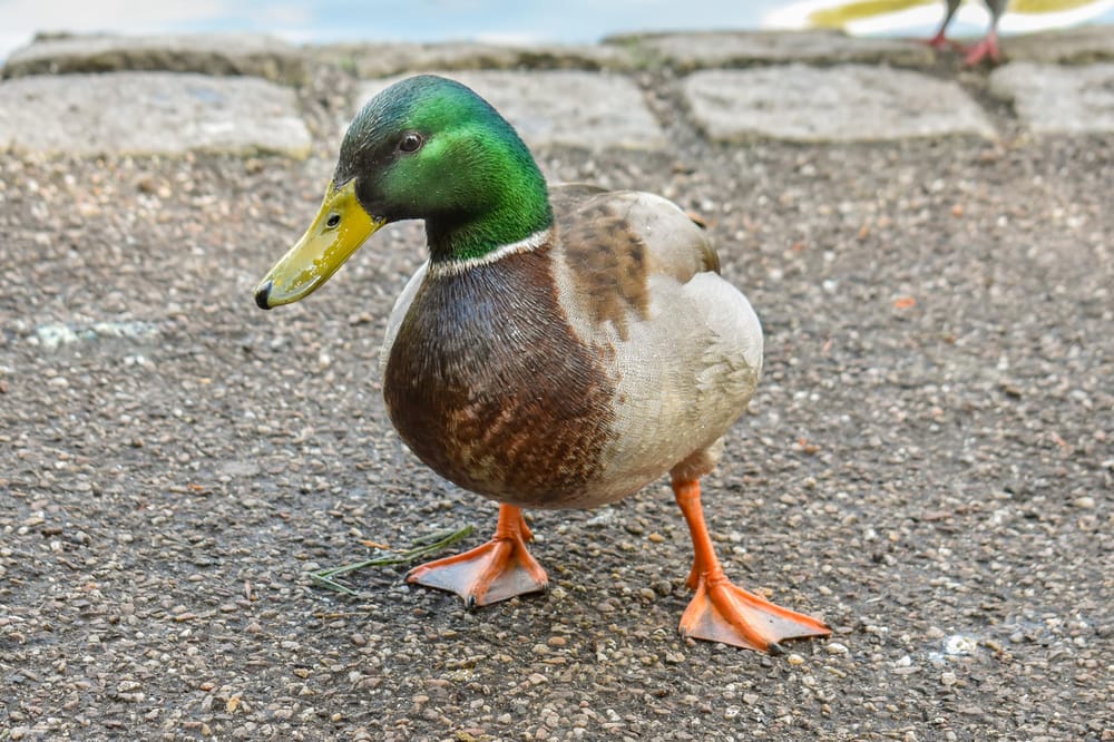 Ducks - image 3 - student project