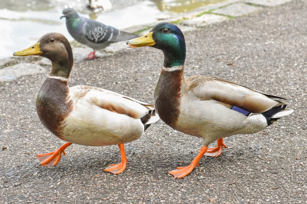 Ducks - image 5 - student project
