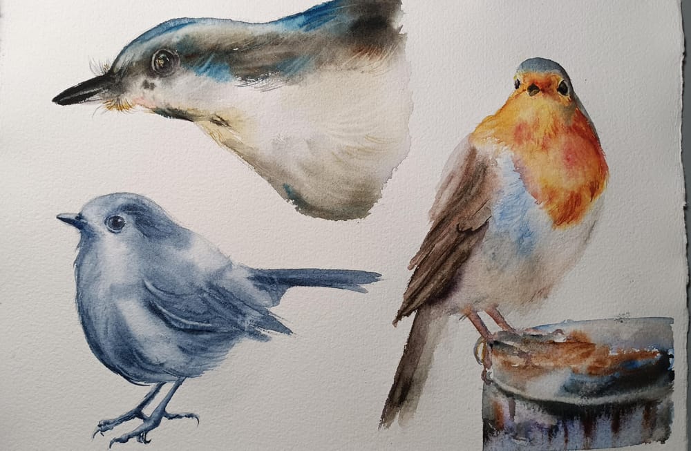 Birbs - image 1 - student project