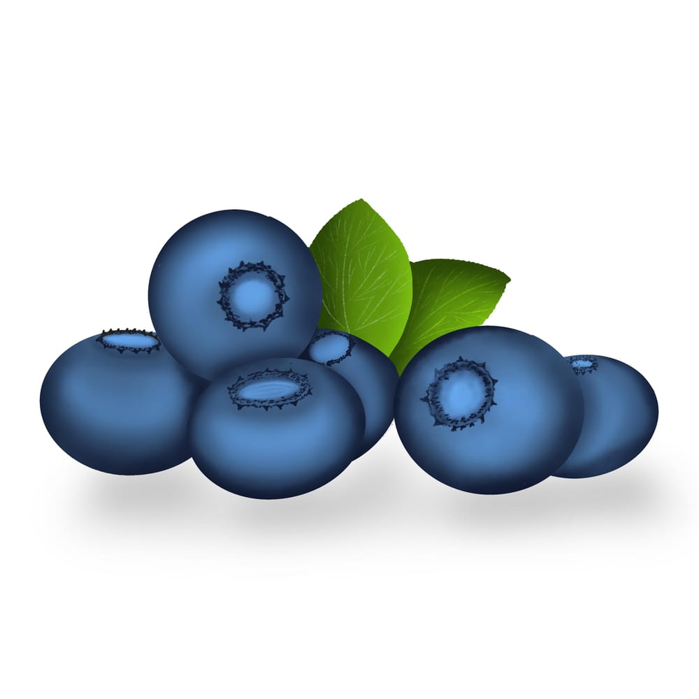 Blueberries illustration - image 1 - student project