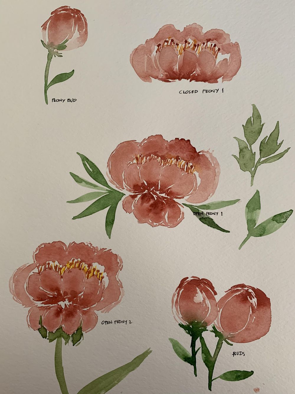 bunch of peonies - image 1 - student project