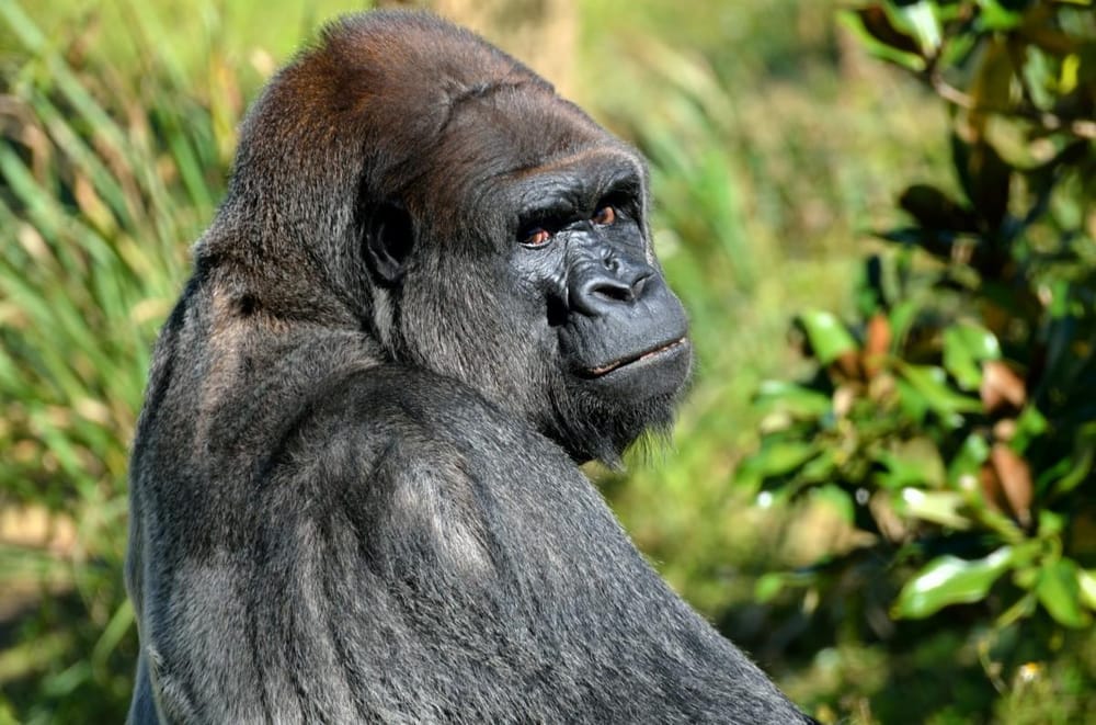 Gorilla - image 1 - student project