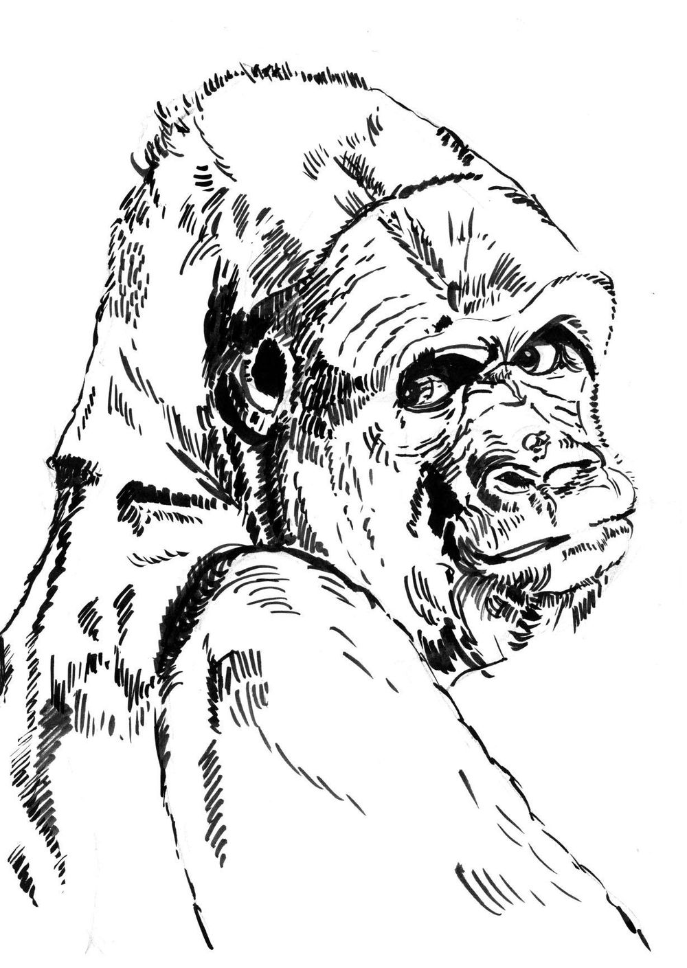 Gorilla - image 2 - student project