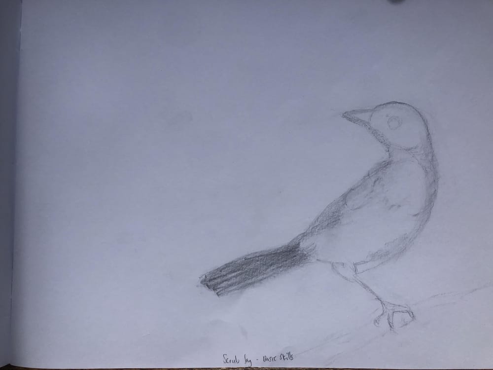 Scrub Jay - image 1 - student project