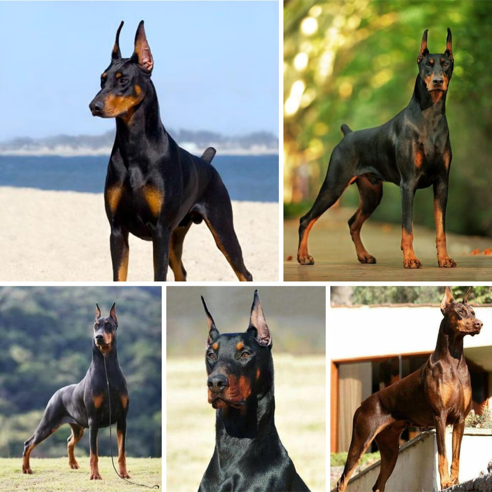 Doberman - Animal Mark - image 1 - student project