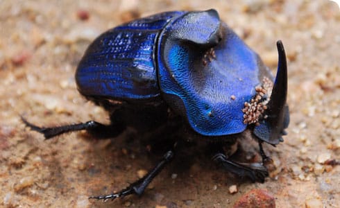 Beetle Creature - image 3 - student project