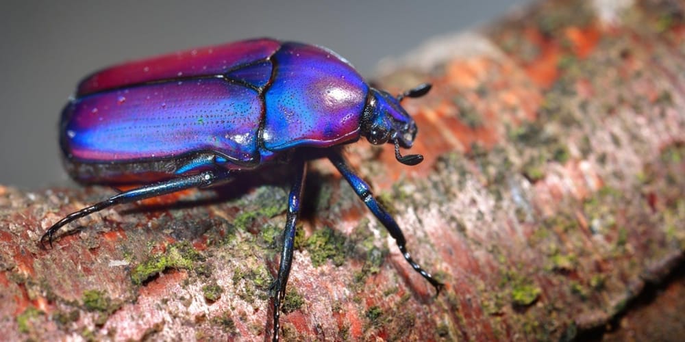 Beetle Creature - image 2 - student project
