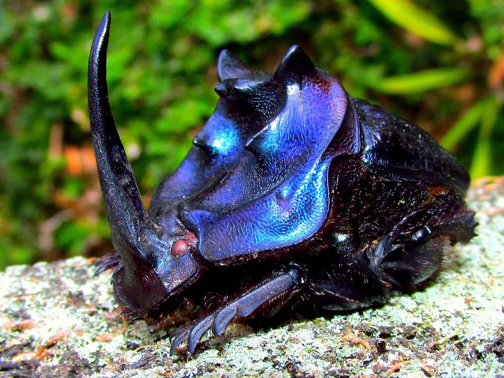 Beetle Creature - image 4 - student project