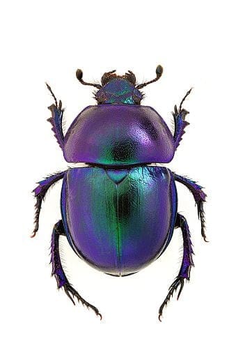 Beetle Creature - image 1 - student project