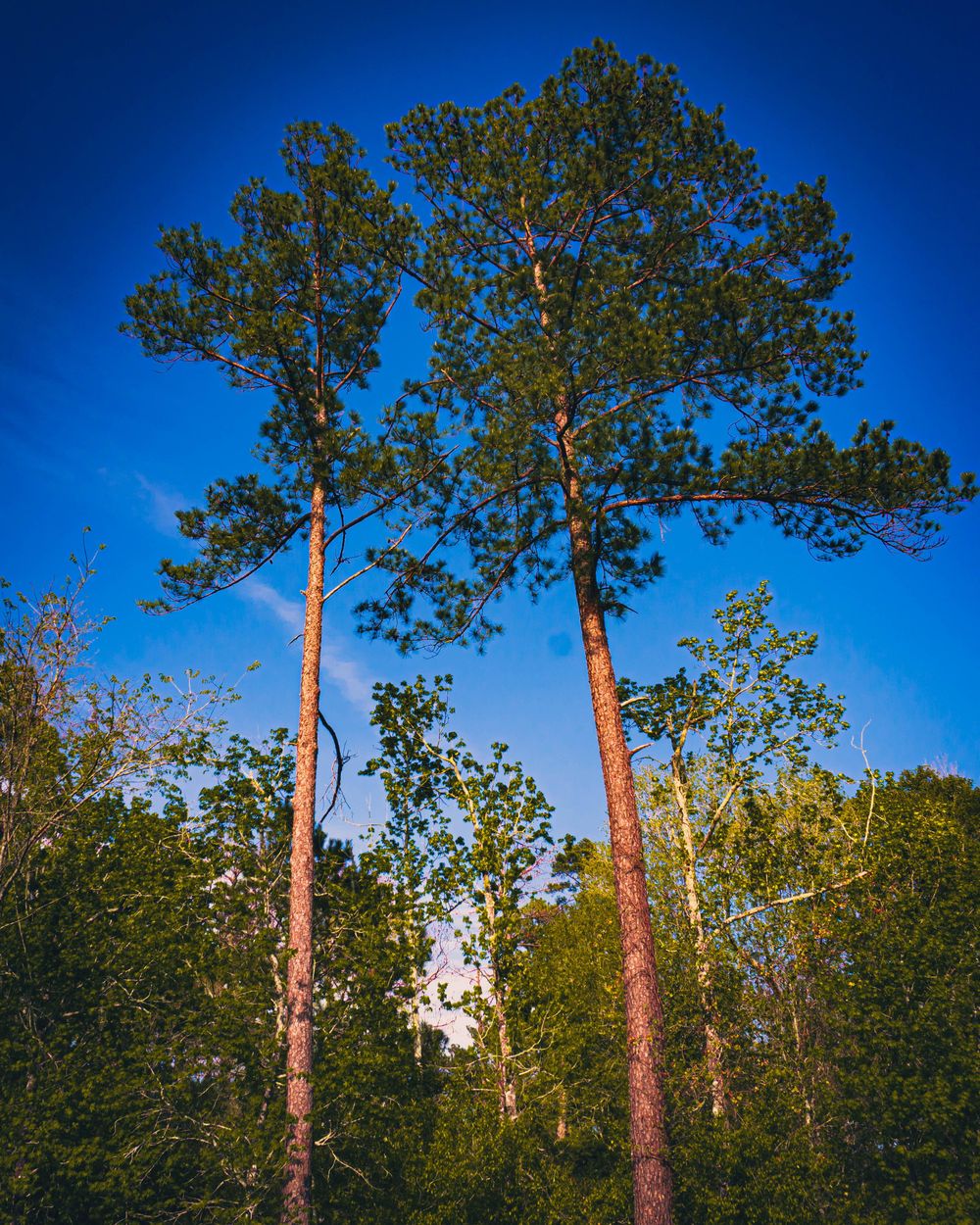 LR Backyard - image 2 - student project