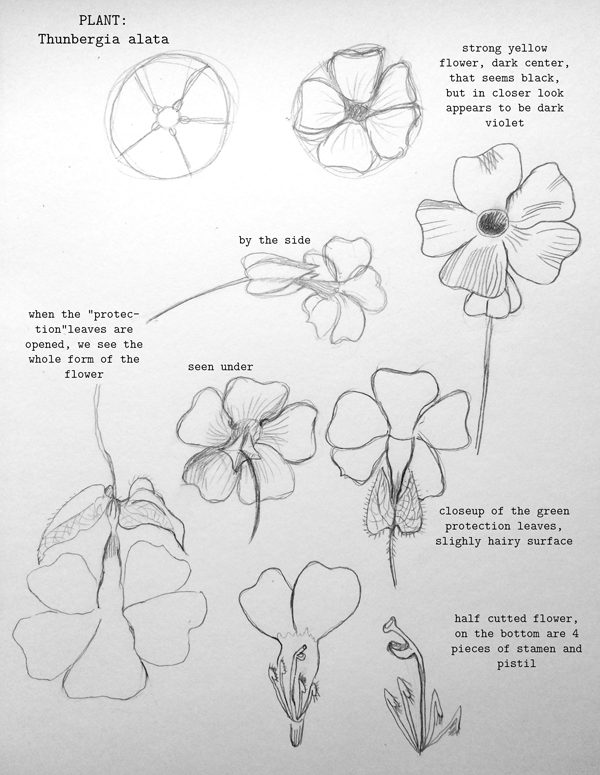 Gerbera and Black-eyed Susan vines - image 4 - student project