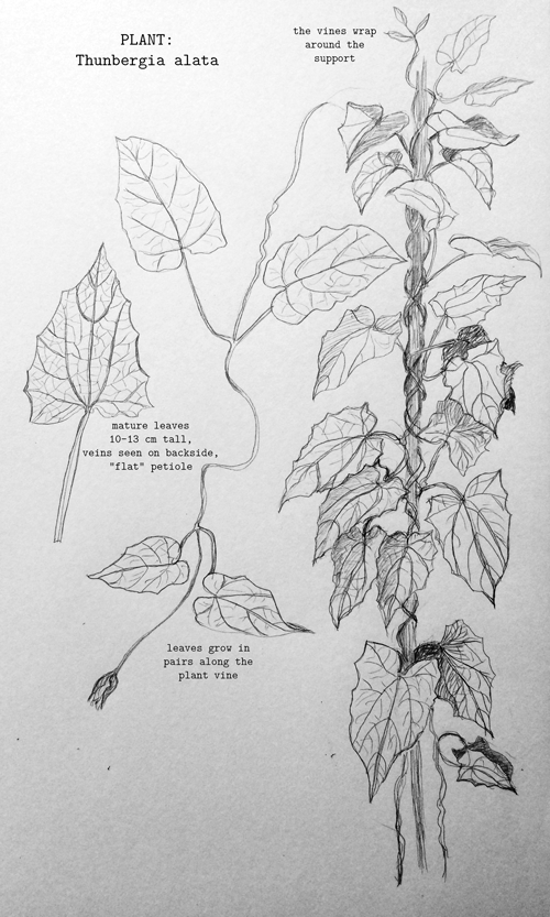 Gerbera and Black-eyed Susan vines - image 3 - student project