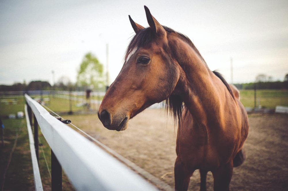 Night Horse - image 1 - student project