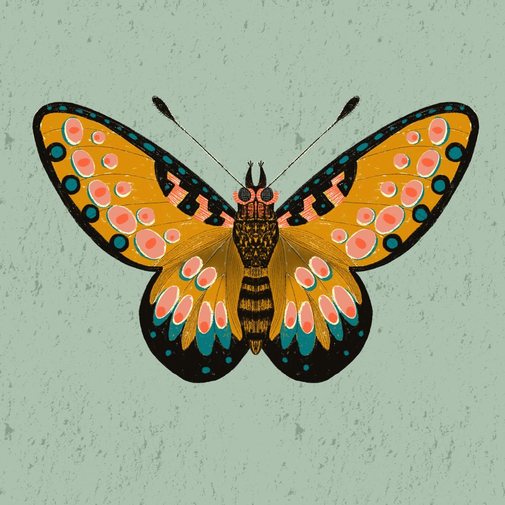 Butterflies - image 2 - student project