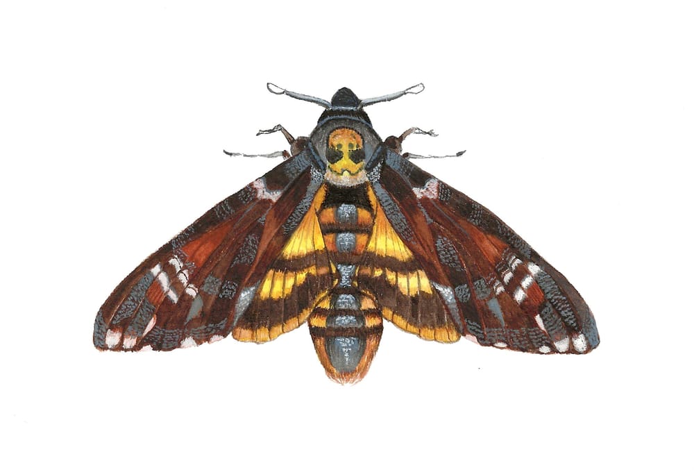Butterflies! - image 1 - student project