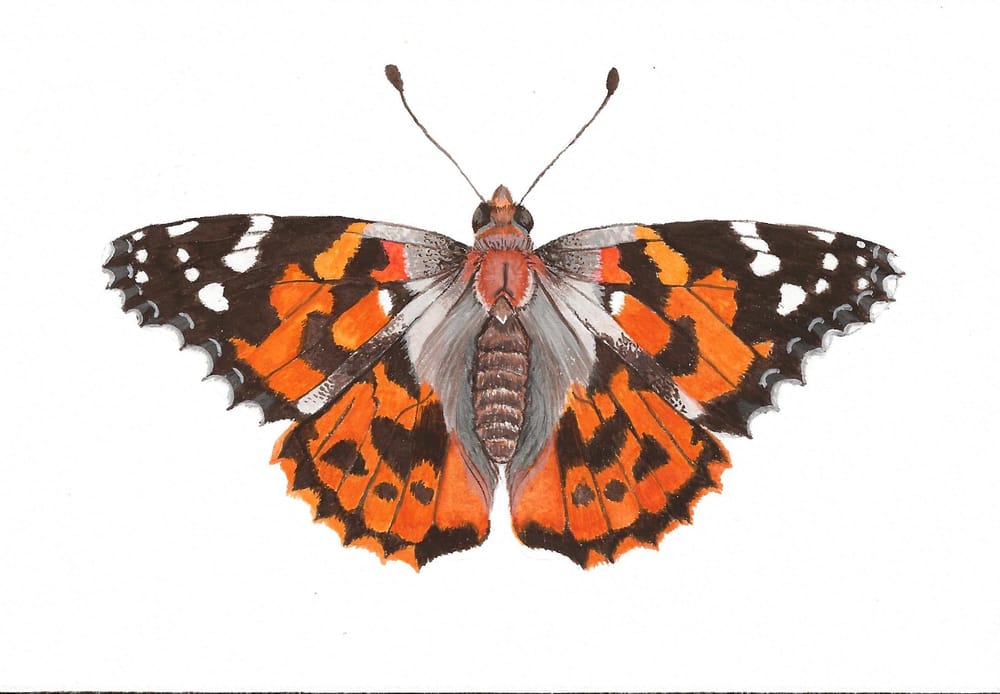 Butterflies! - image 3 - student project