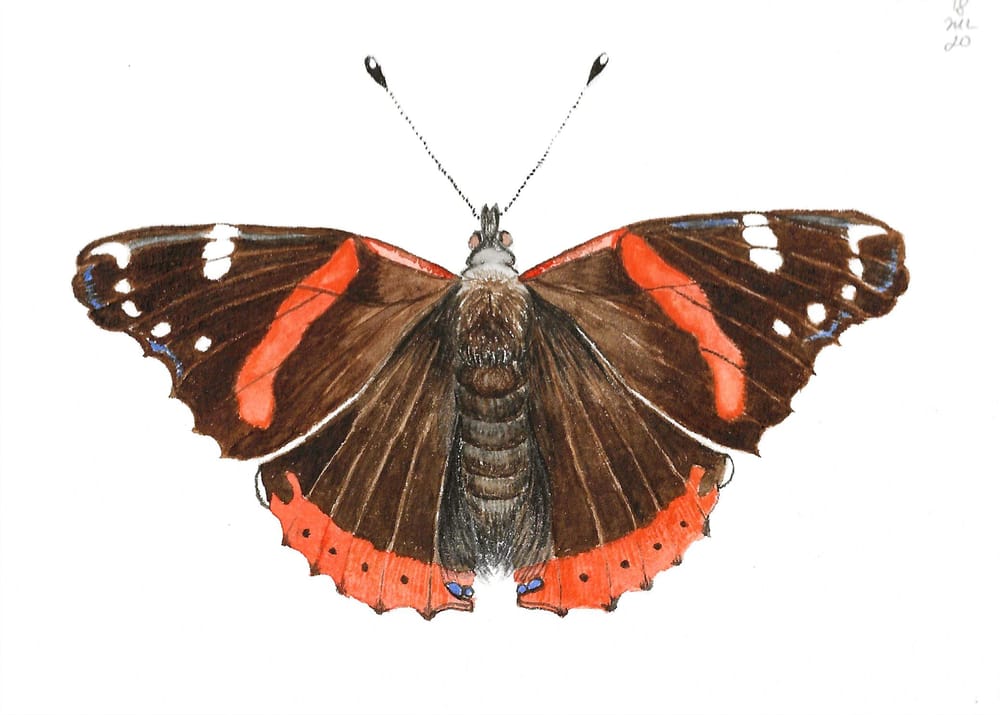 Butterflies! - image 2 - student project