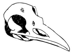 Crow Skull Sticker - image 4 - student project