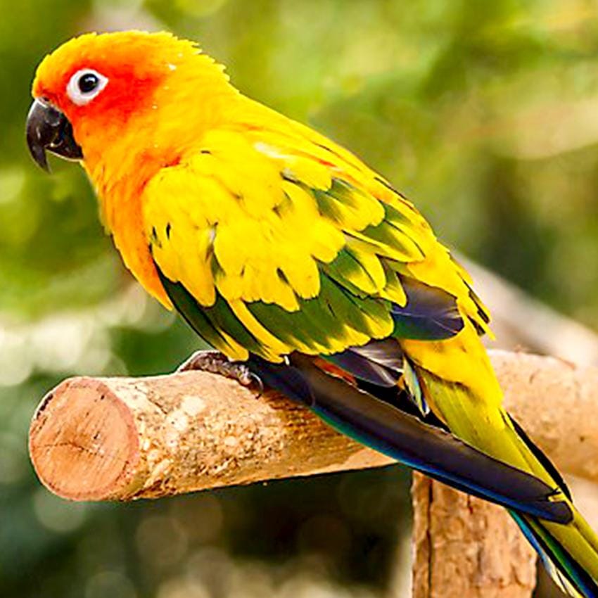 Colorful fella - image 1 - student project