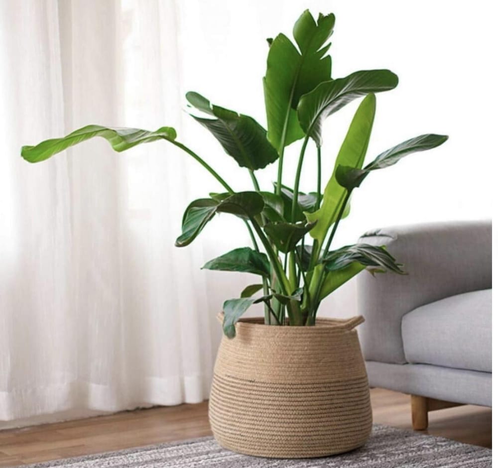 What’s that plant again? - image 3 - student project