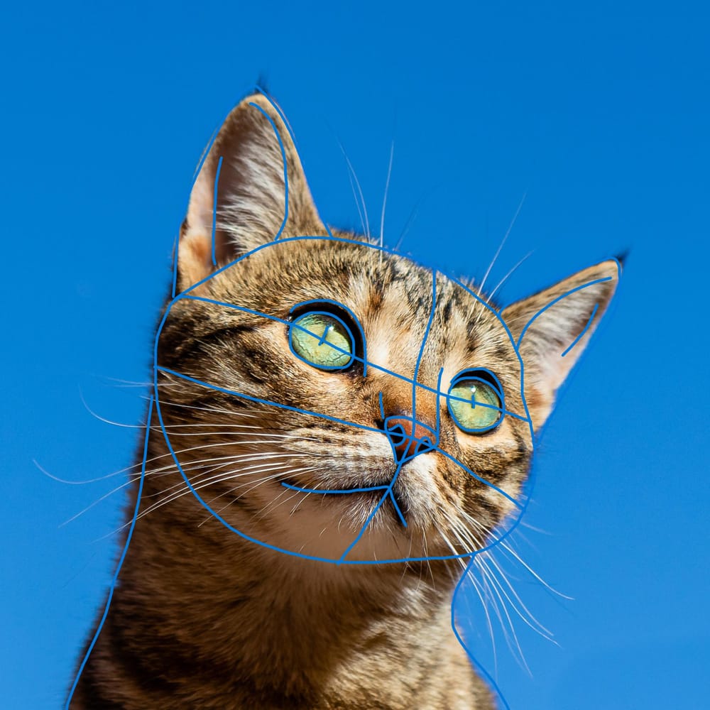 My cat sketch - image 2 - student project