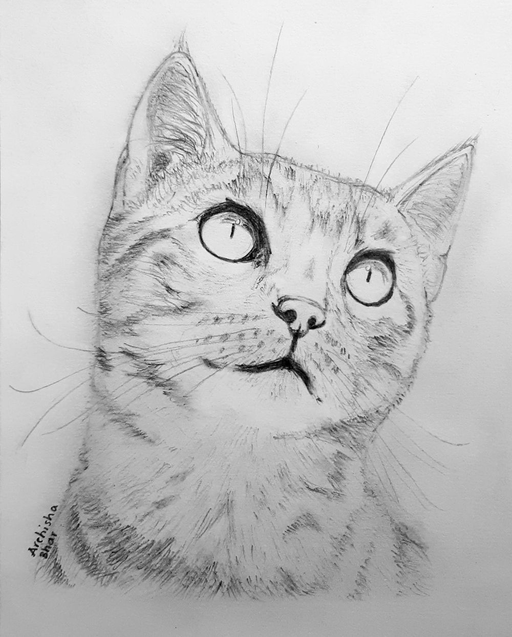 My cat sketch - image 3 - student project