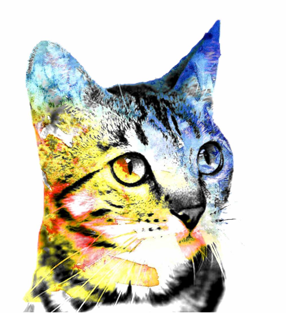 Purrrrfect Subject - image 1 - student project
