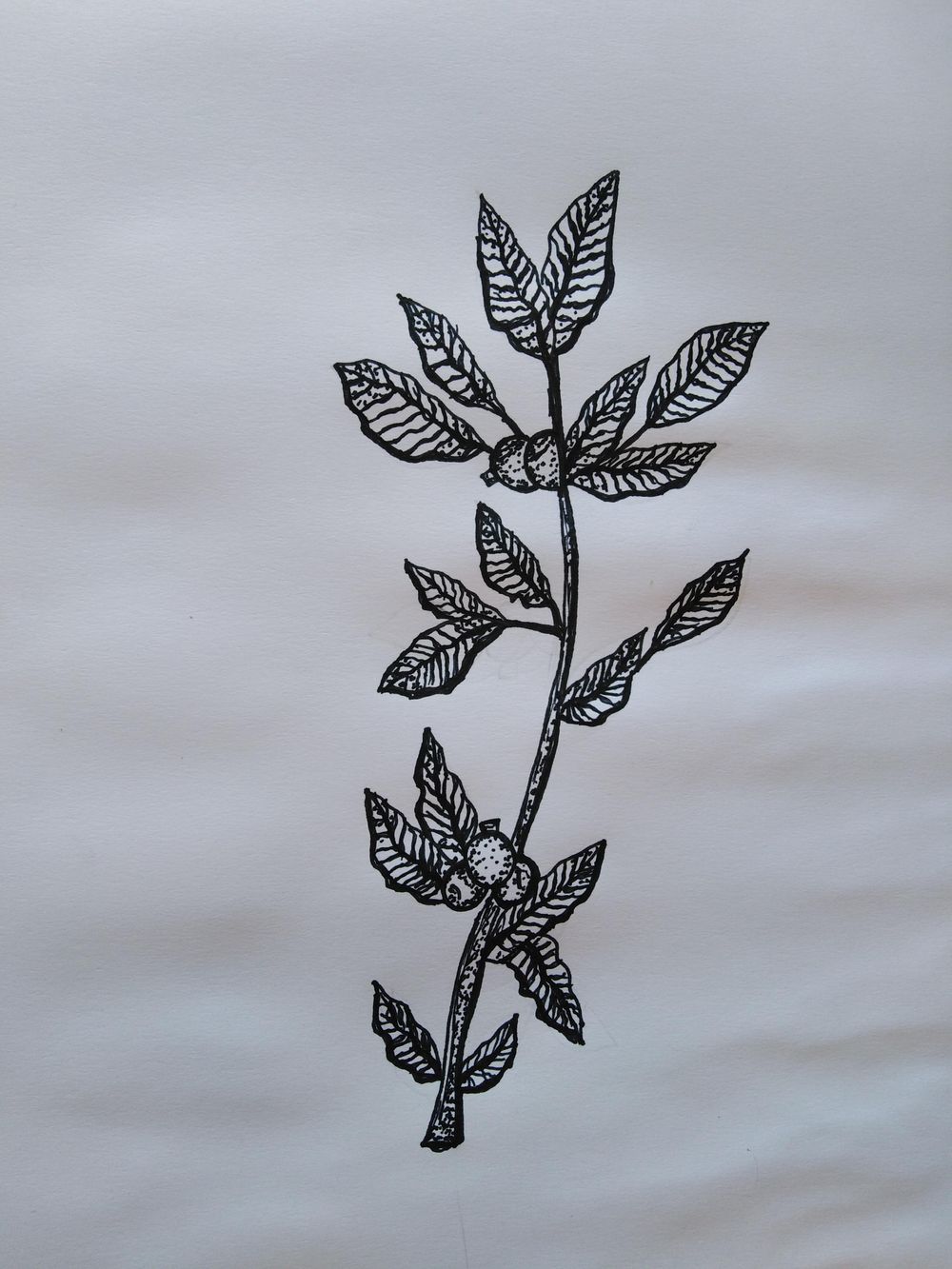 Leaves and Barries - image 2 - student project