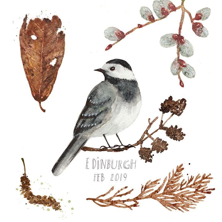 Pied Wagtail - image 1 - student project