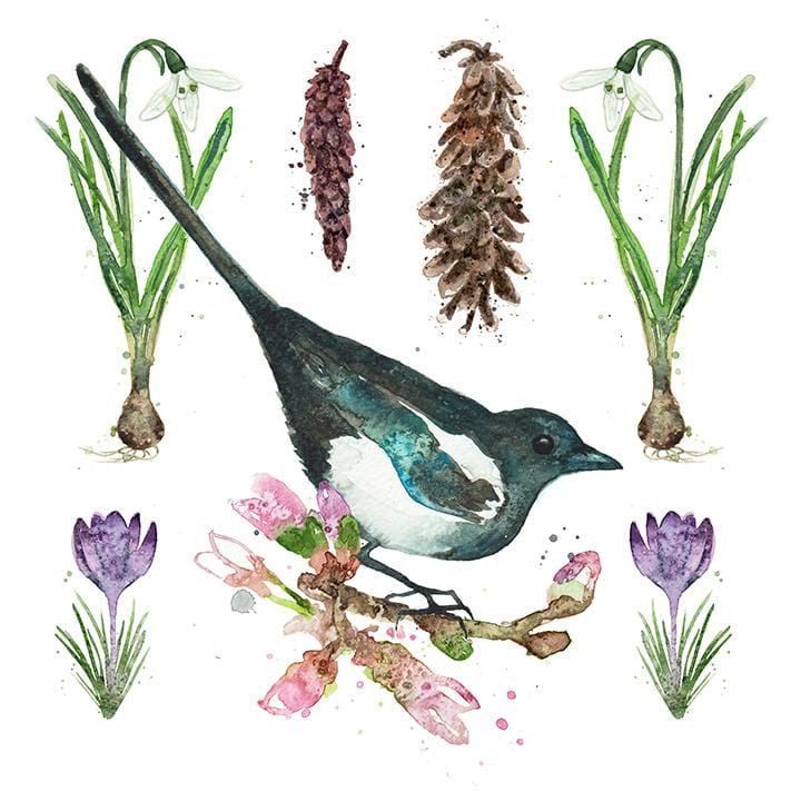 Pied Wagtail - image 2 - student project
