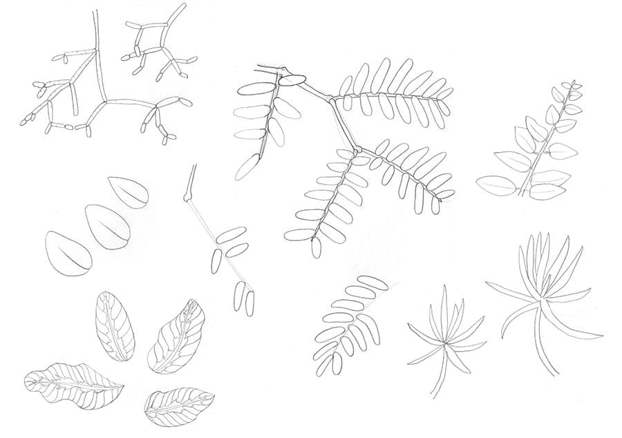 Graphic Conservatory  - image 3 - student project