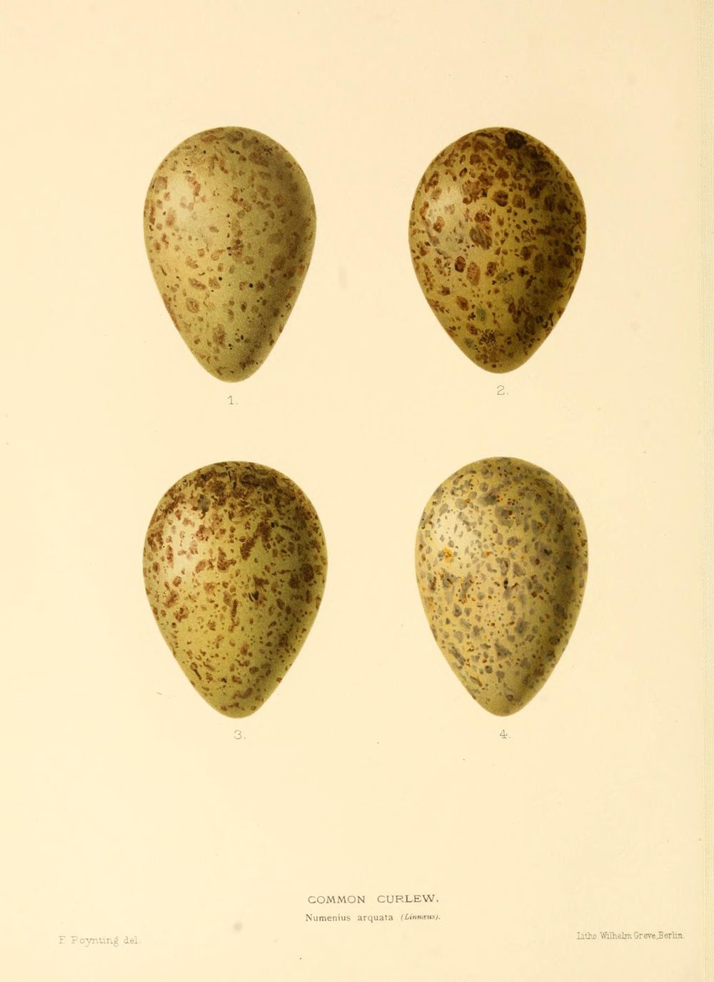 Egg Shell Visitors + Warriors Ink - image 1 - student project