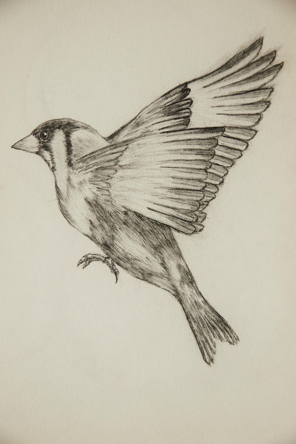 Scrub Jay - image 1 - student project