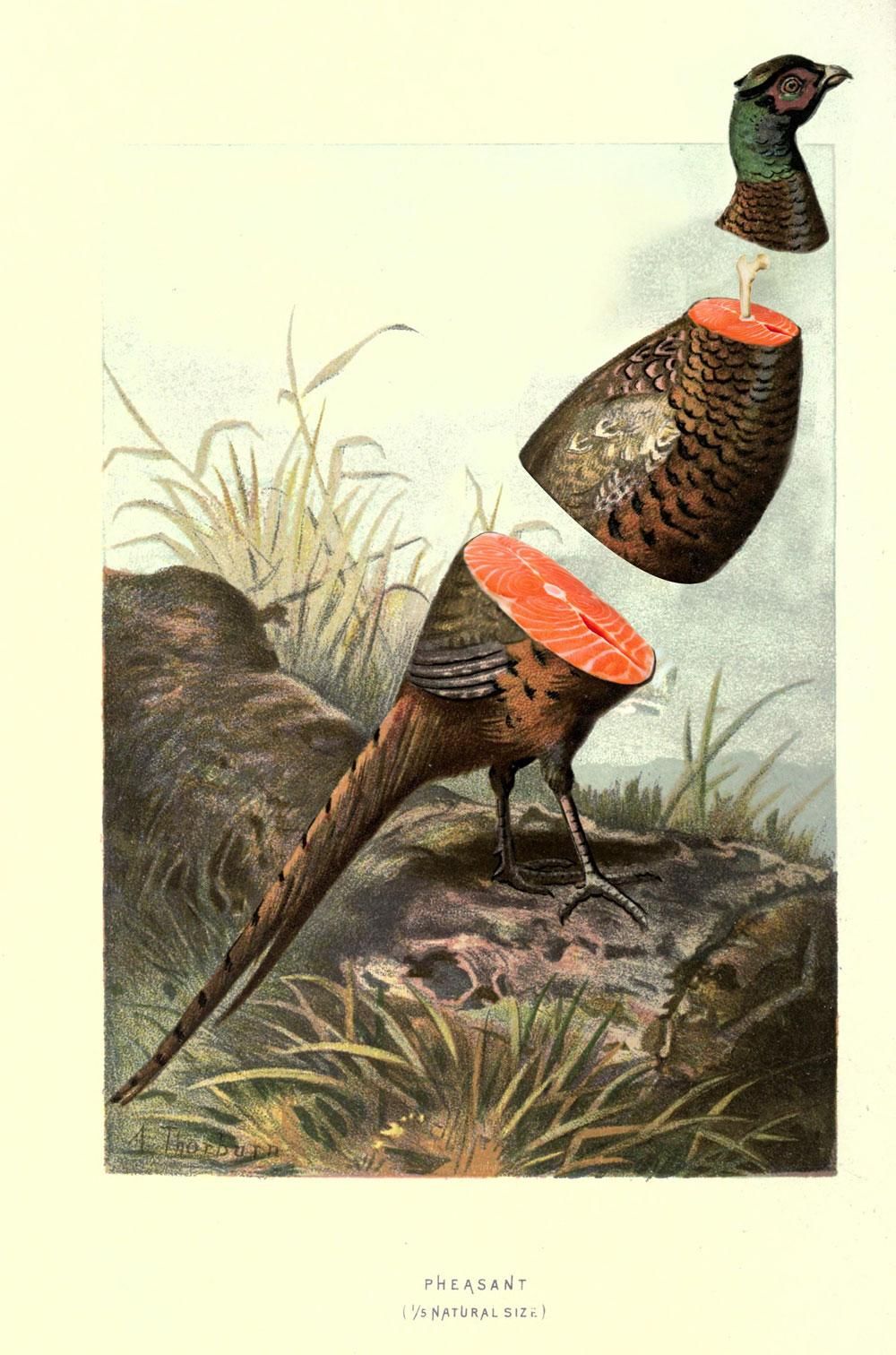 Pheasant - image 1 - student project