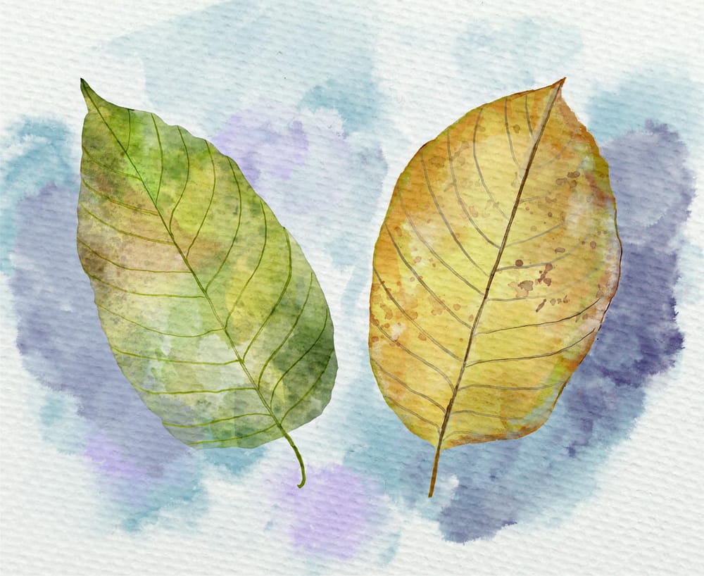 Leaf project - image 1 - student project
