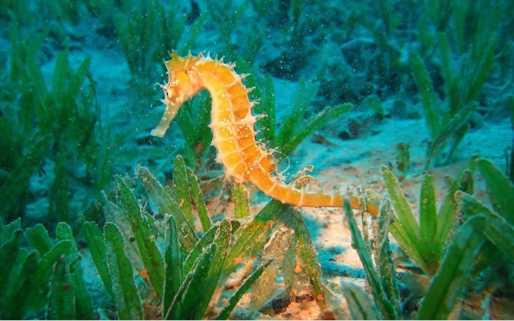 Sea life - image 4 - student project
