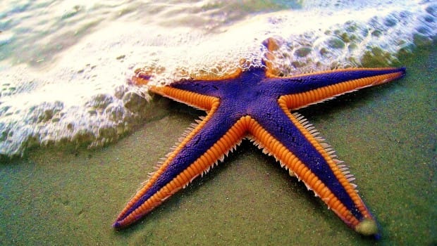 Sea life - image 2 - student project
