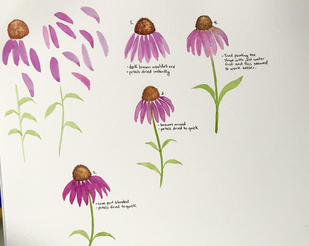 Project #2 Coneflower - image 1 - student project