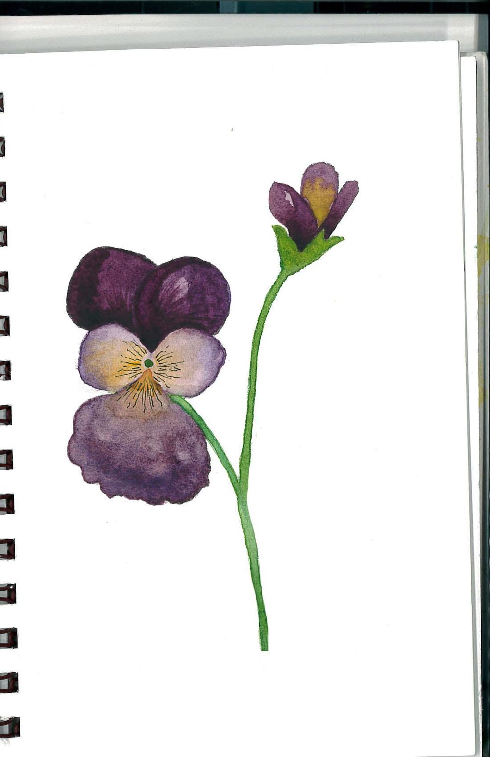 My Viola  - image 1 - student project