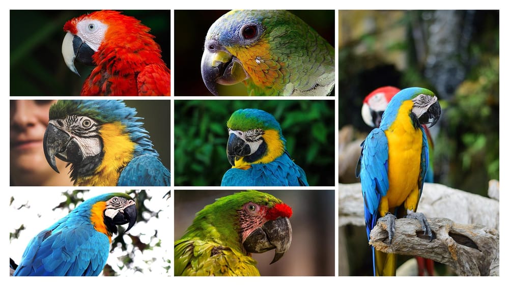 Parrot Logo Design - image 1 - student project
