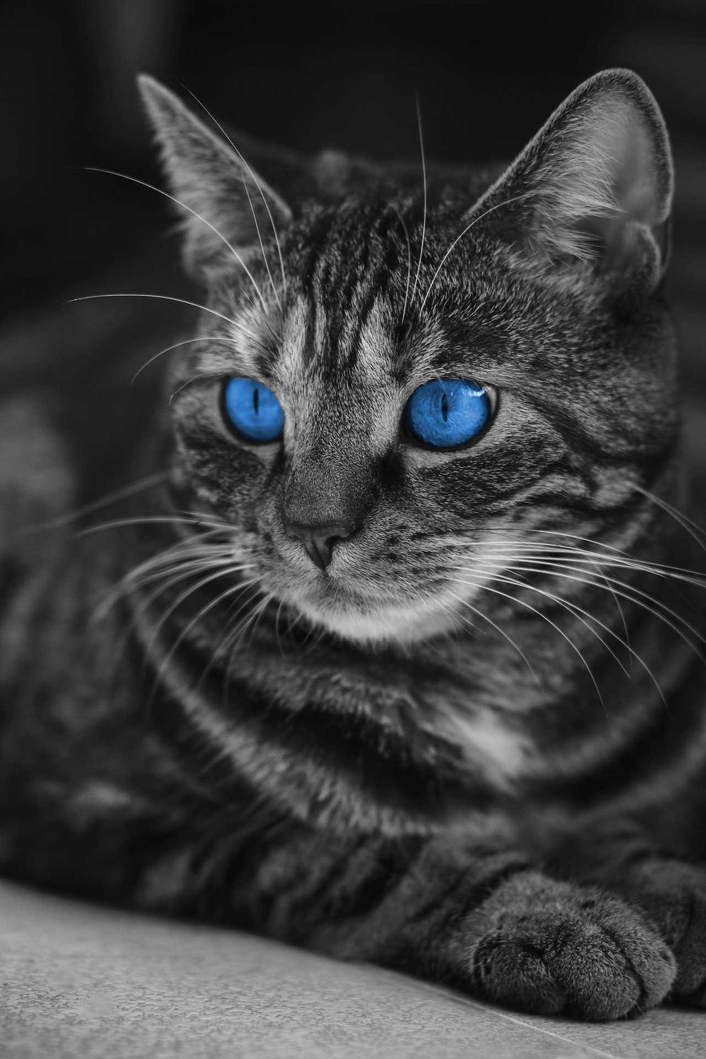 Cat - image 2 - student project