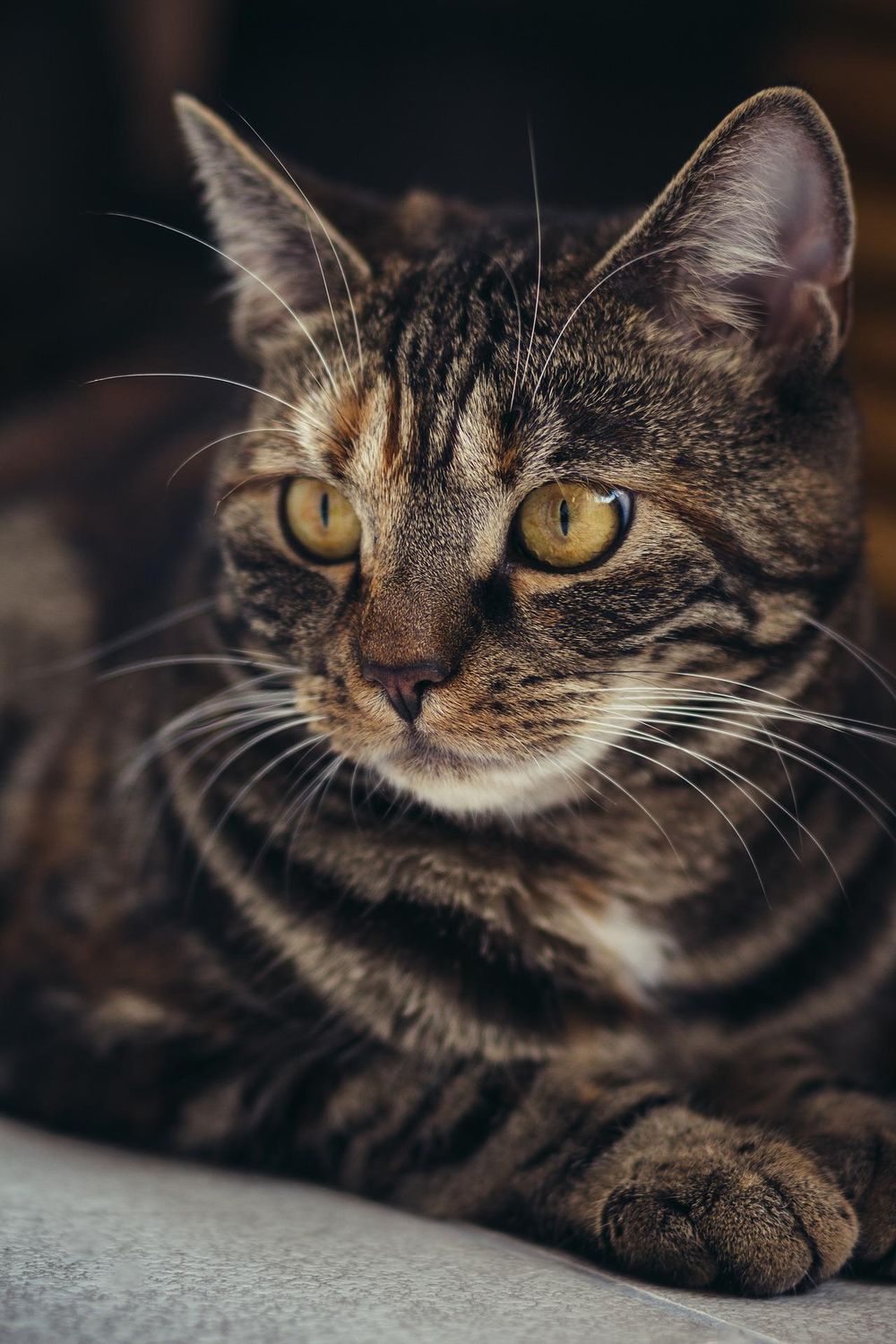 Cat - image 1 - student project
