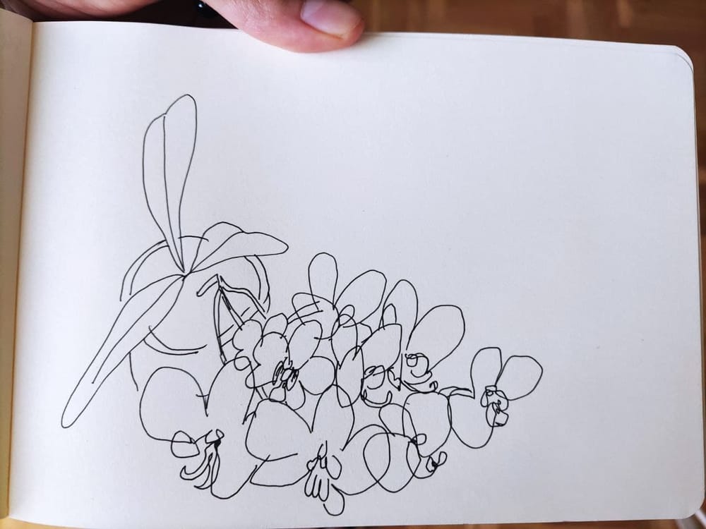 My orchid is in bloom! - image 1 - student project