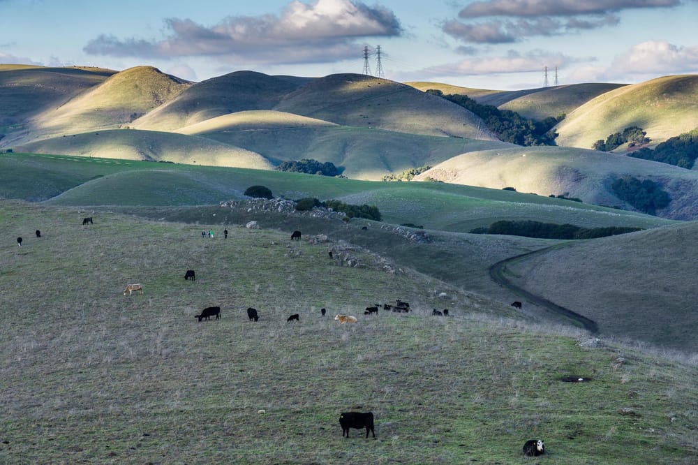 East Bay Hills - image 2 - student project
