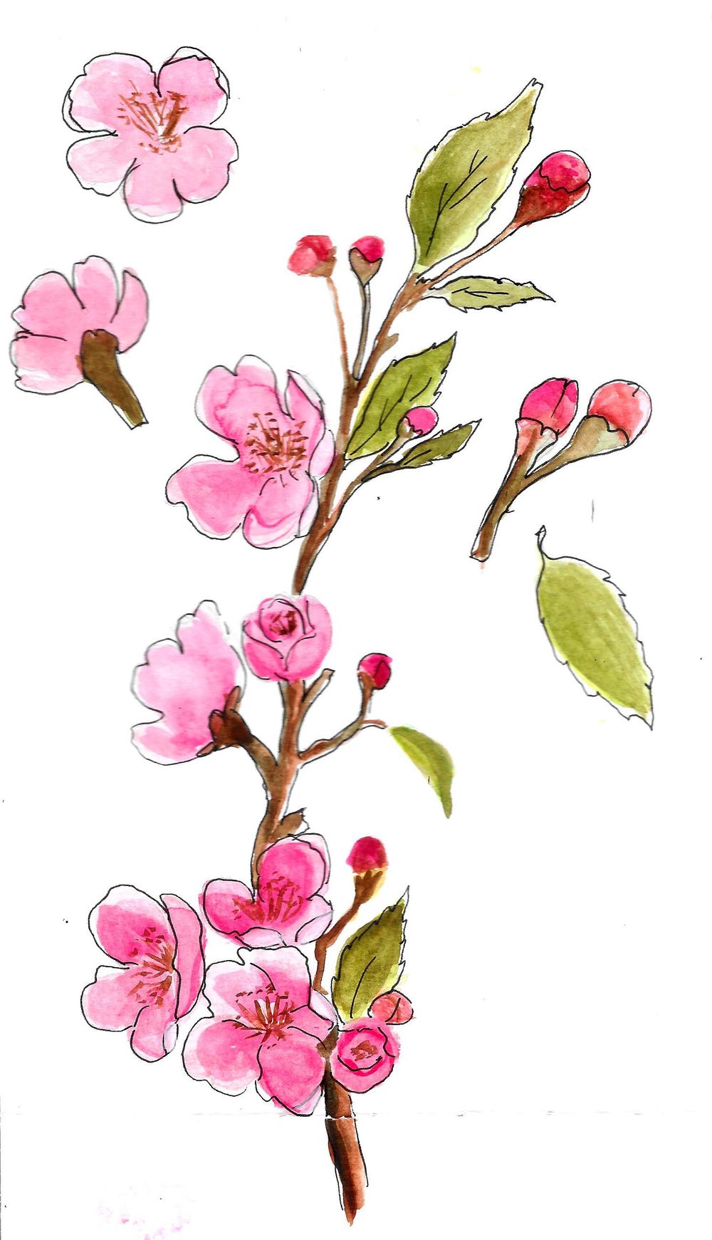 Blossoms - Three Styles - image 2 - student project